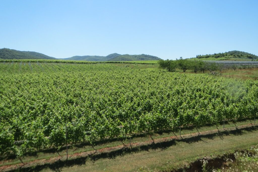 緑が一面に広がるワインブドウ畑
