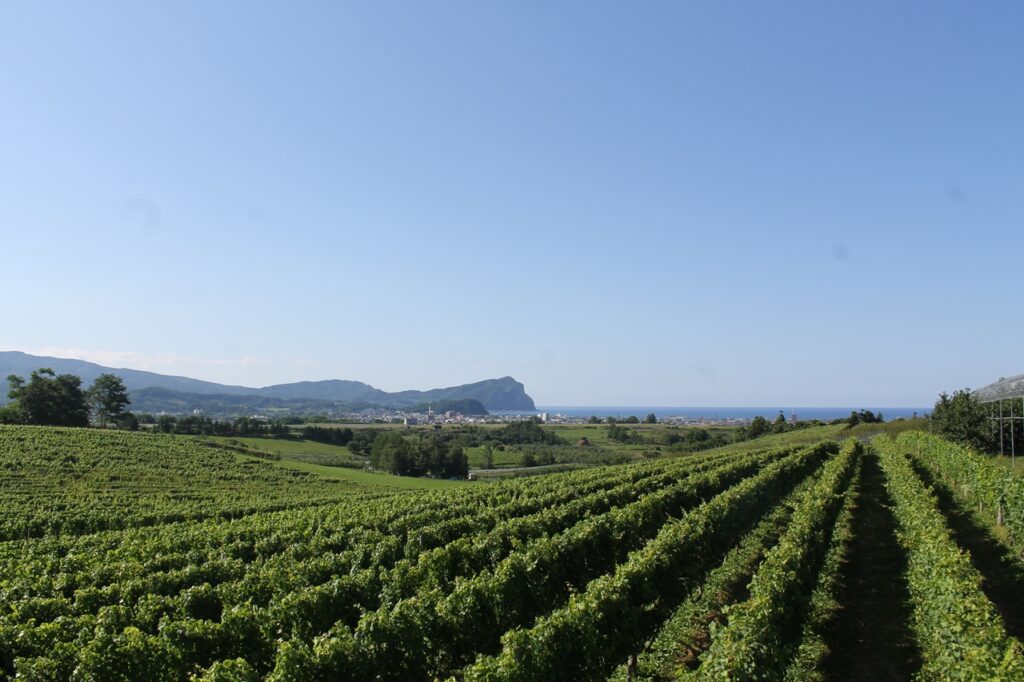 登町の丘に広がる中井観光果樹園のワインブドウ畑