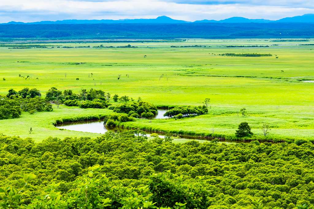 鮮やかな緑が広がる雄大な釧路湿原の風景