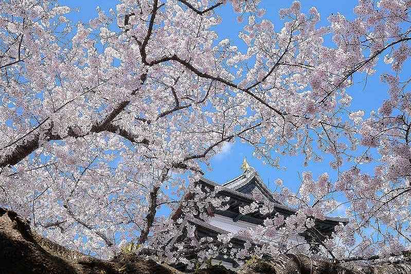 桜の名所として知られる松前公園の桜と松前城