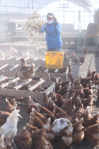 地面で放し飼いする「平飼い」で育てられている鶏への給餌