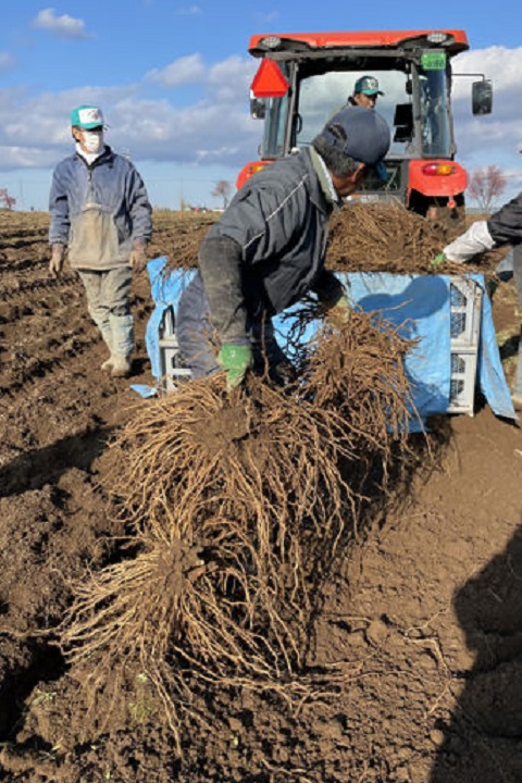 関係者が協力して行うアスパラガスの根株の掘り起こし作業