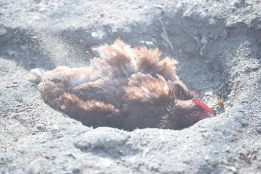 地面に体をすりつけ、体を衛生的に保つ「砂浴び」をする鶏