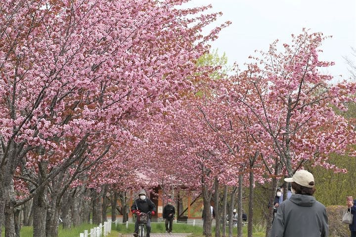 釧路・柳町公園のサクラ並木