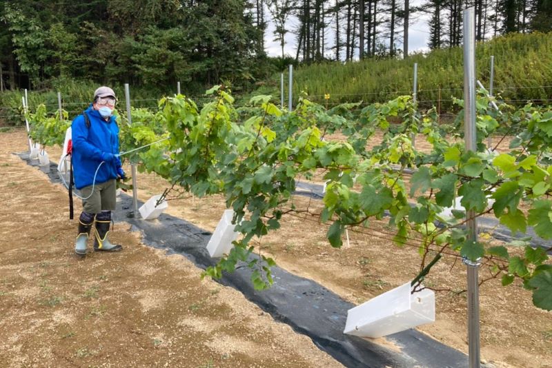 ダイナックスが昨年９月に行ったワイン用ブドウの試験栽培