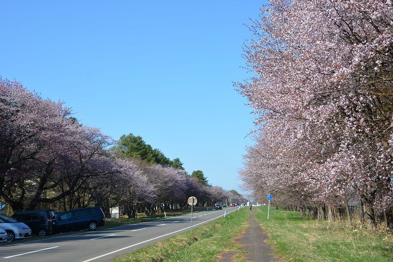 新ひだか町の二十間道路桜並木