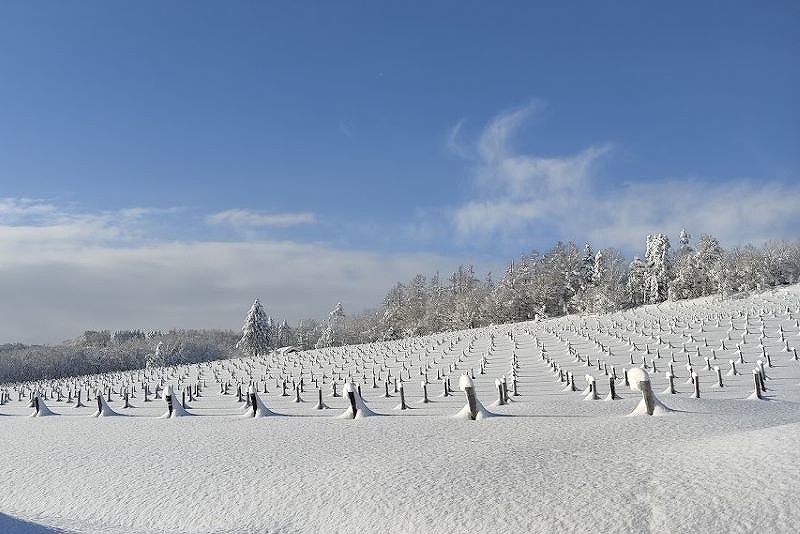 ブドウ畑の２メートルある木の杭が、ほとんど雪で埋まってしまう岩見沢の冬の光景