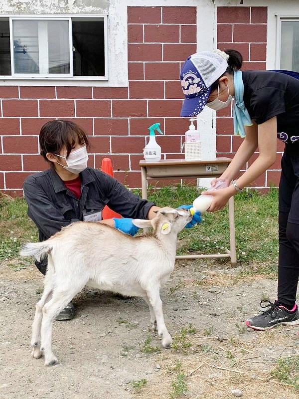 仔ヤギへの哺乳体験。吸引力に驚くはずです。