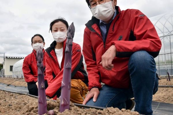 酪農学園大・園田教授が開発＊紫アスパラ２種　品種登録＊従来種より収量増「農家所得向上へ」