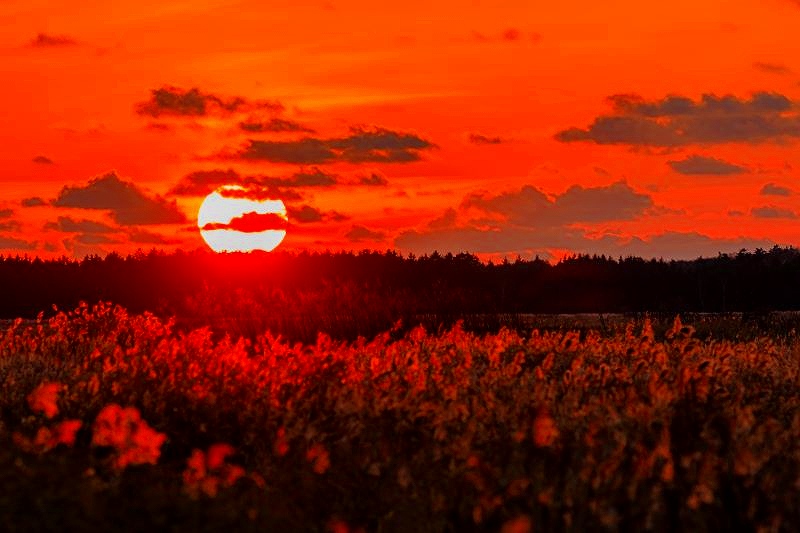 水平線に沈む夕日で真っ赤に染まった草原
