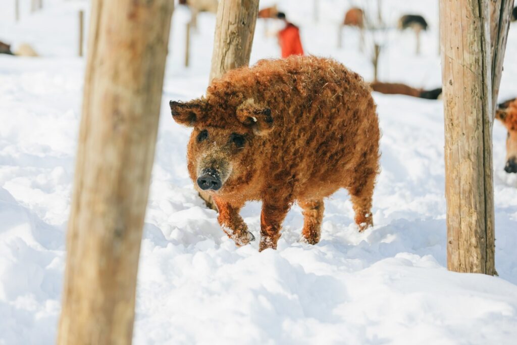 雪の中を歩く、カールした体毛が特徴的な十勝ロイヤルマンガリッツァ豚