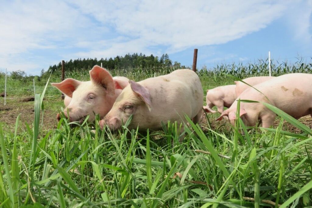 幕別町でのびのびと育てられているブランド豚「遊ぶた」が草をはむ様子
