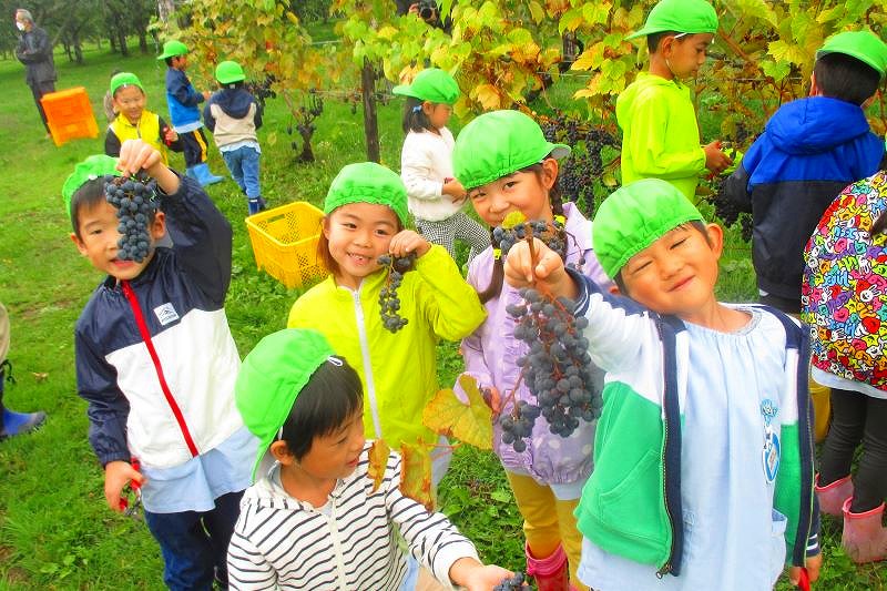 ブドウの収穫体験をする幼稚園の子供たち