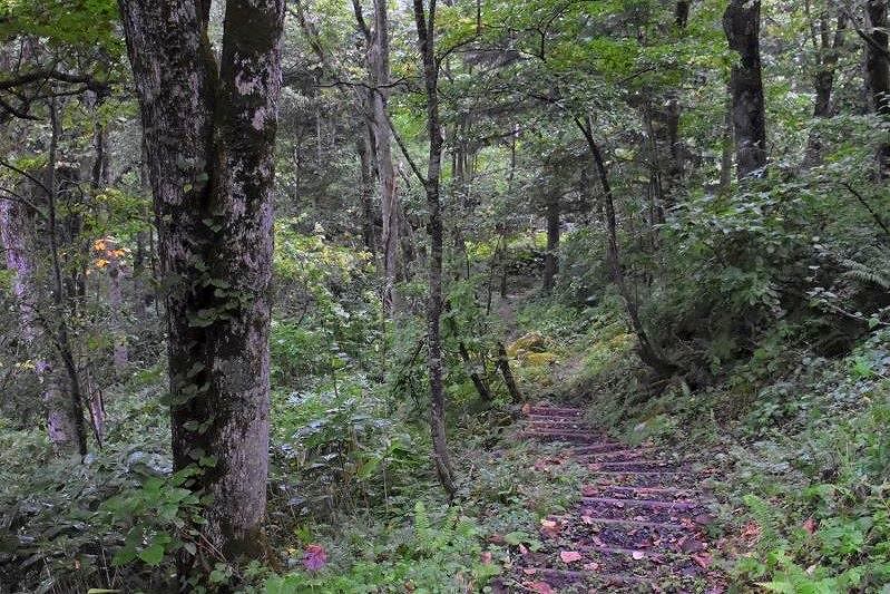 イナシベツの滝へと続く林道