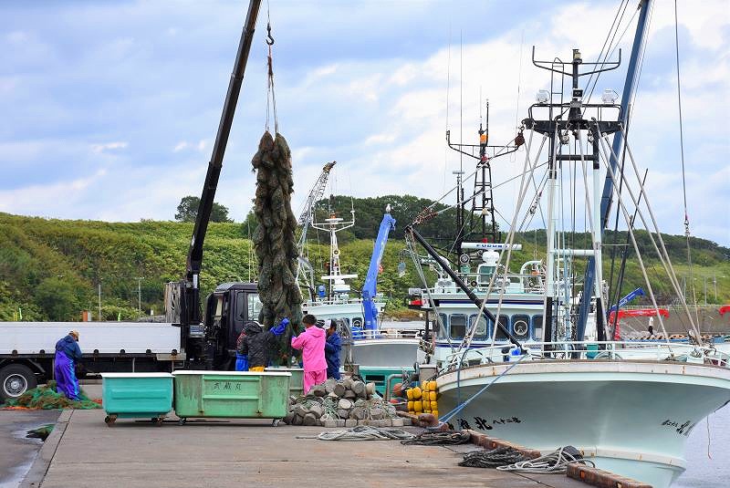 カゴに入れるため、海で育てていたホタテの種を引き上げる、ホタテの稚貝養殖作業風景