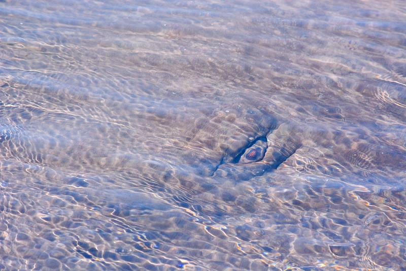 しっかり撮影できることは珍しいという海面から見えたマッコウクジラの目