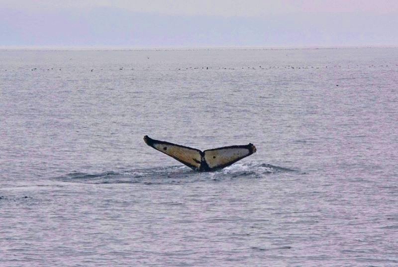 海面に見えたザトウクジラの尾びれ