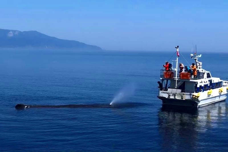 船のすぐそばに現れたマッコウクジラ。並ぶと体の大きさが伝わる