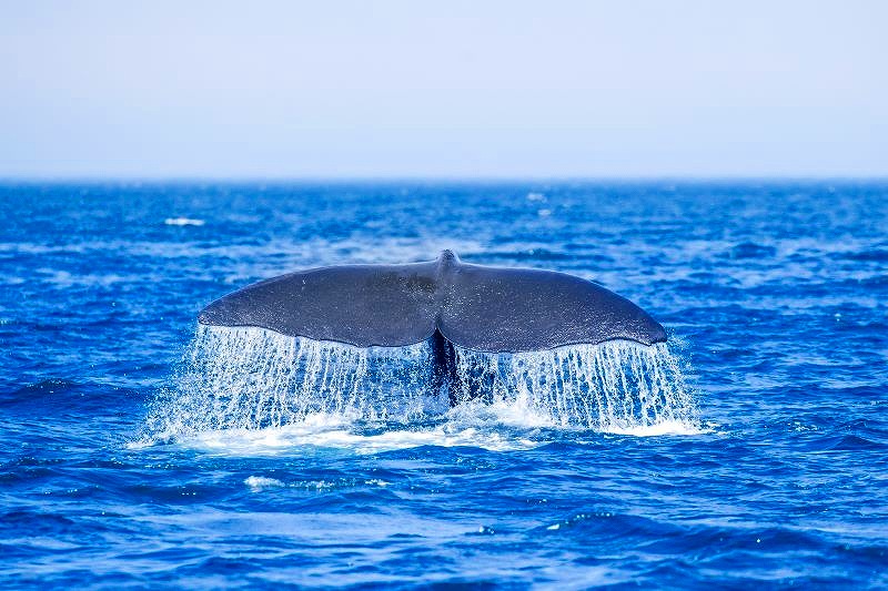 潜っていくマッコウクジラの大きな尾ビレ