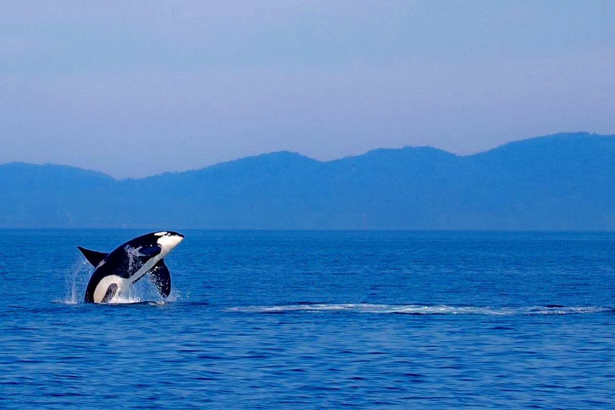 クジラを探しに　いざ北海道・根室海峡へ　羅臼から２時間半の船上ウオッチングを楽しむ