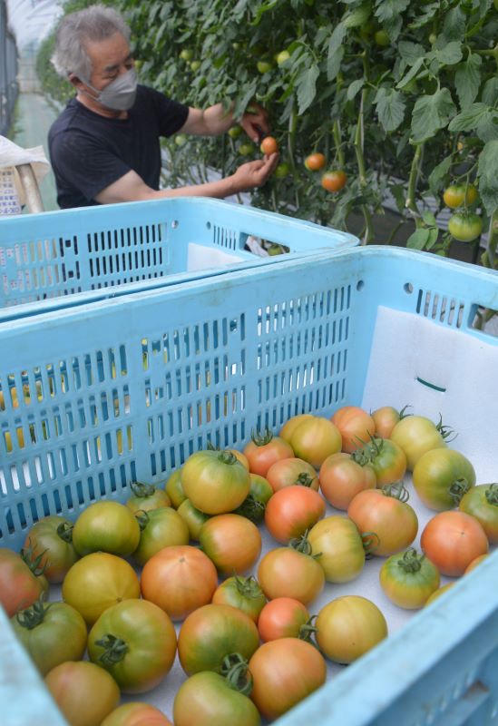 実が青いうちに収穫される塩トマト。糖度は通常のトマトの２倍近い８度以上ある