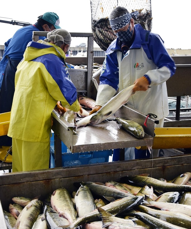 斜里第一漁協の職員らによる秋サケの水揚げ作業