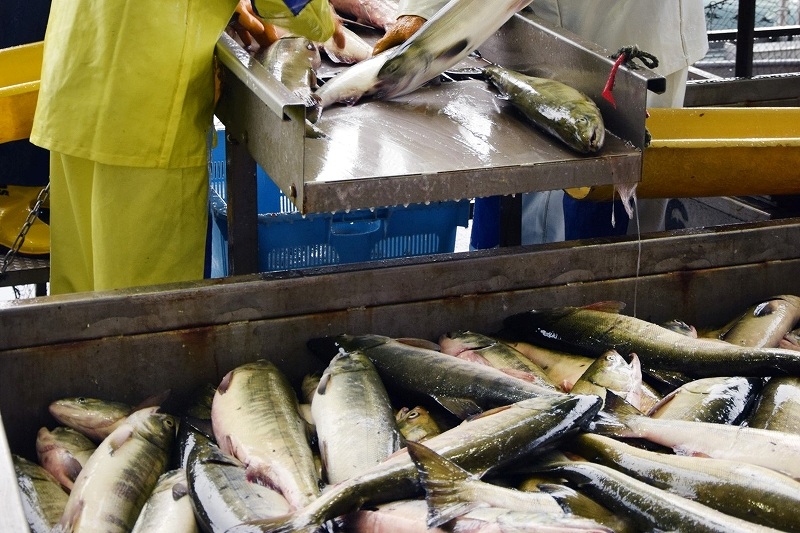 〈これが旬！〉逆風の秋サケ漁　好転へ斜里一丸＊環境変化に強い「野生魚」育成