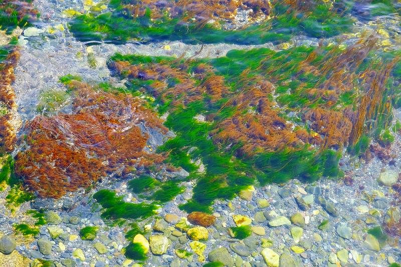 松前の前浜。茶色の海藻が岩海苔、緑色の海藻が青海苔