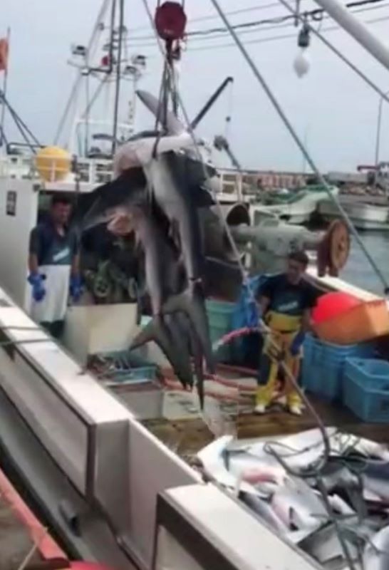 はえ縄漁で大量に捕獲されるヨシキリザメ（いぶり中央漁協提供）