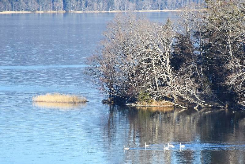 朝の阿寒湖の水面を泳いでいく白鳥たち