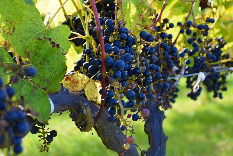 池田町が独自開発した赤ワイン用のブドウ品種「山幸」