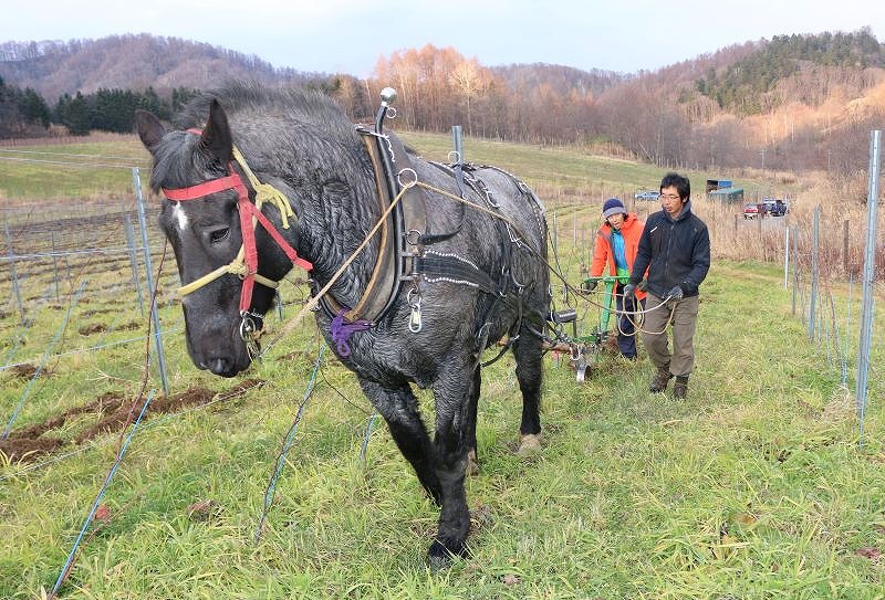 ばんえい引退馬活用 トラクター入れぬ場所も対応＊ブドウの生育 「馬耕」で良好＊歌志内「ラトリエ・デュ・ソル」が試み＊持続可能な農業目指す -  TripEat北海道