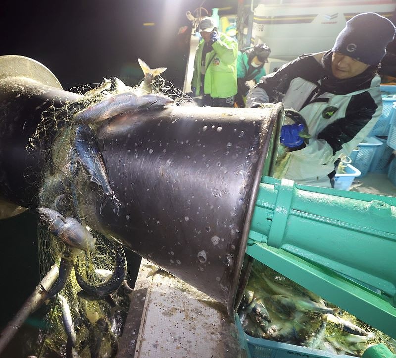 石狩沖で、船上に次々と水揚げされるニシン