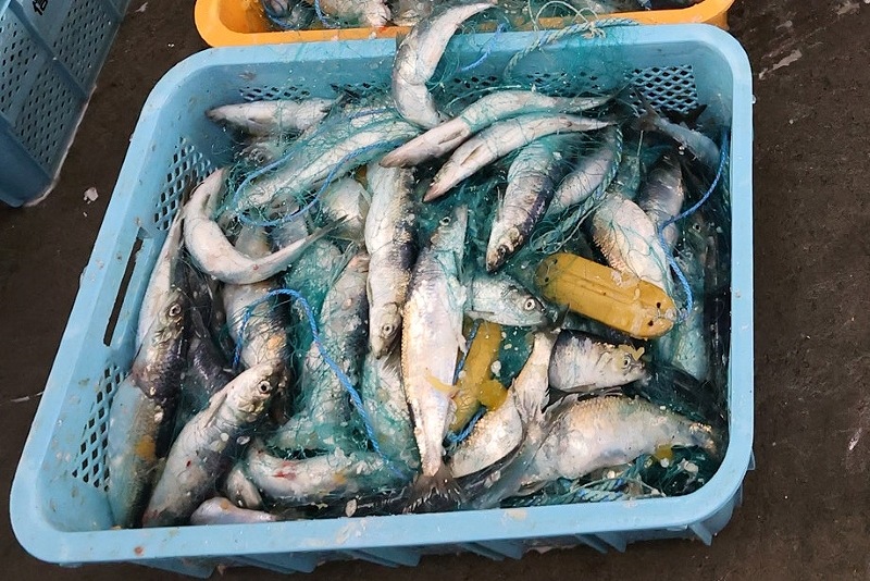 〈これが旬！〉ニシン　石狩湾の漁港活気＊水揚げ回復　資源管理の努力実る