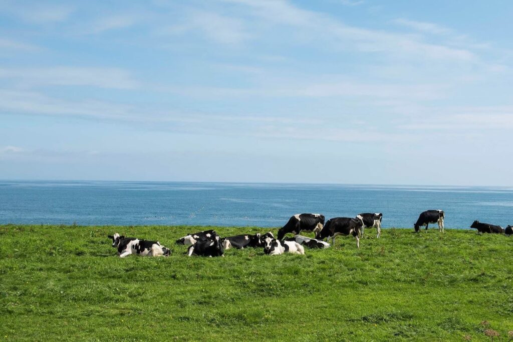 牛と牧草、空と海の青さがマッチした雄武町での風景
