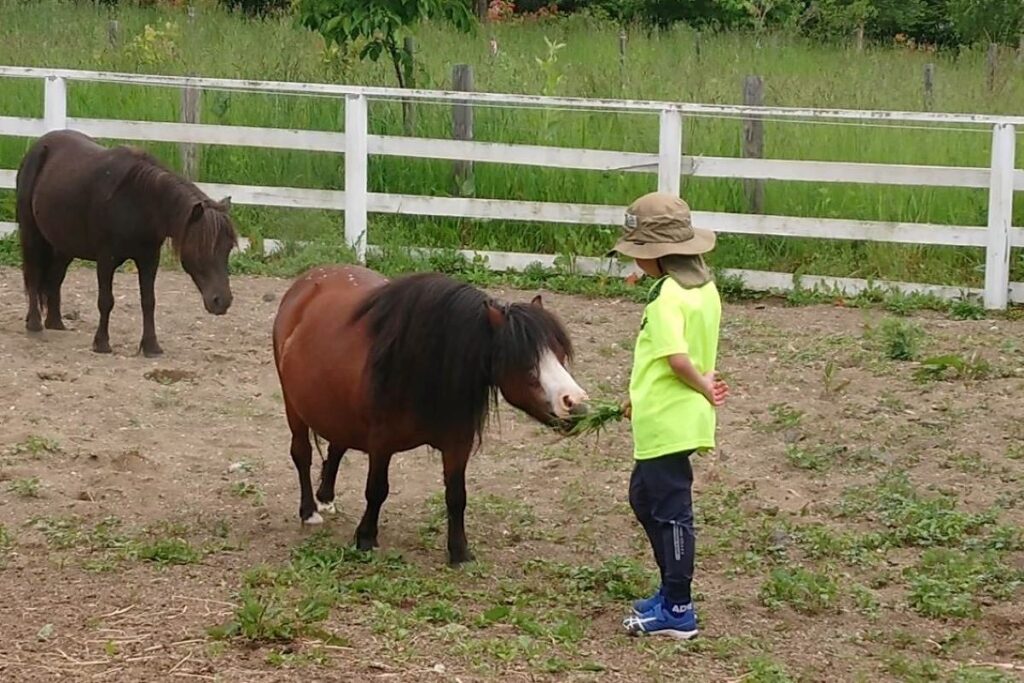 動物とのふれあい体験で馬に草をあげる子供