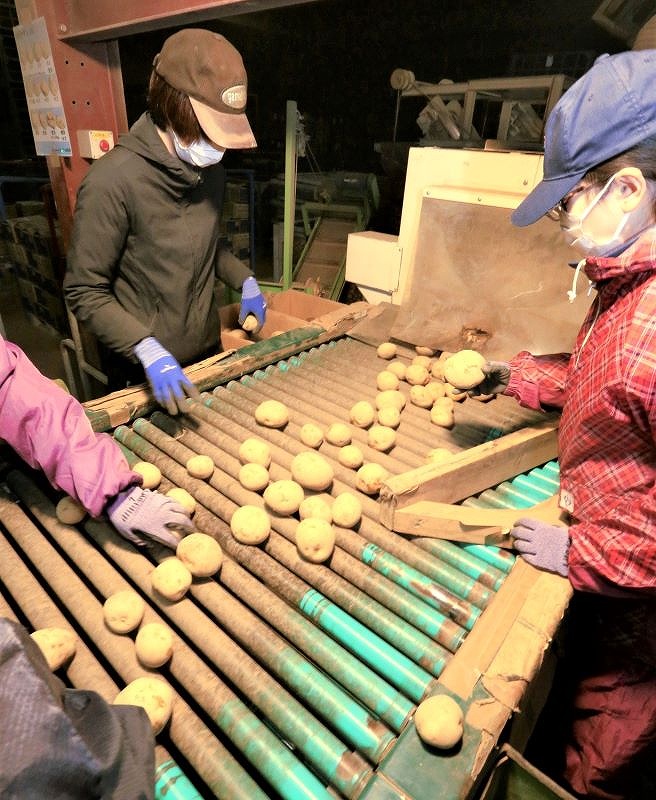 俱知安町の本間松蔵商店の選果場で、ジャガイモに傷がないかなどを一つ一つ人の目で確認していく選別作業の様子