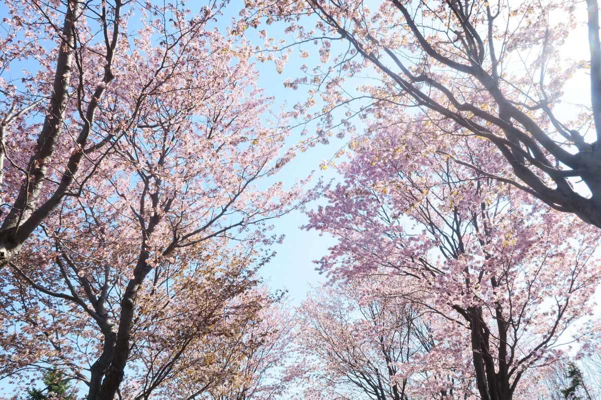 観測史上最速 北海道の桜が開花！　GWと〝花見前線〟の行方は？　＜道央編＞
