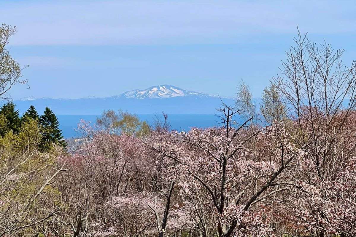 桜前線は東へ北へ…北海道だからこそ楽しめる日本で最も遅いお花見を＜道東・道北編＞