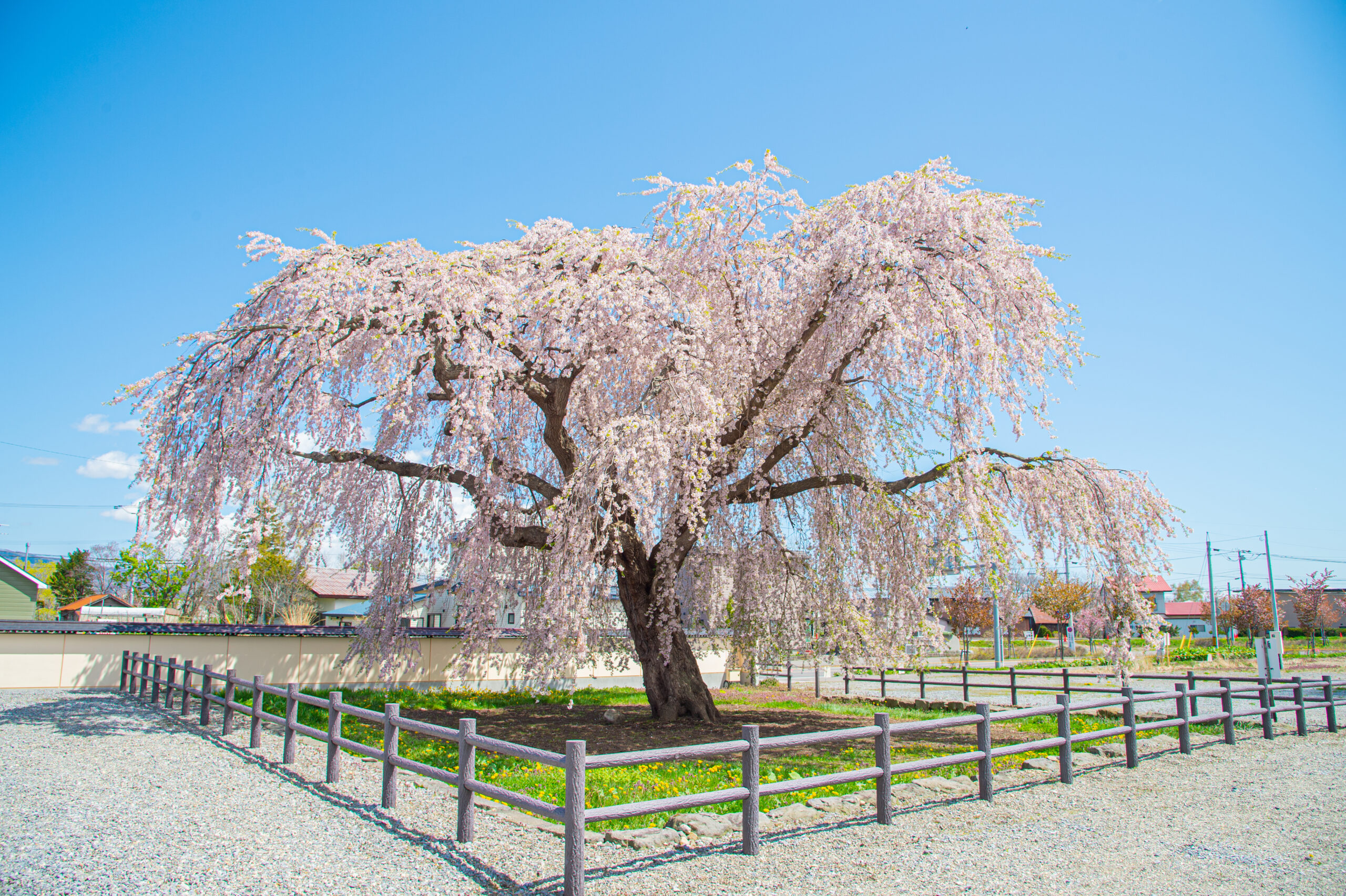 観測史上最速の開花　北海道の花見はいつ？「桜前線」ついに上陸！＜道南編＞　　