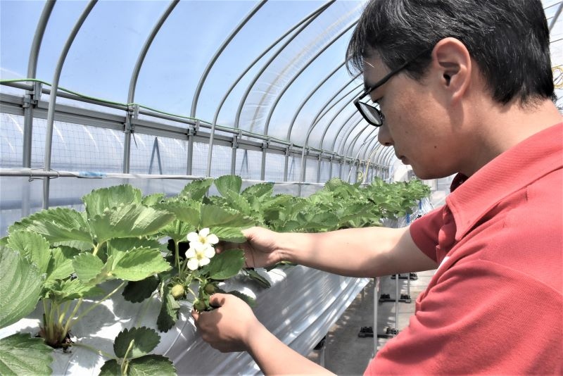 町営のビニールハウスでの新品種の夏イチゴの試験栽培