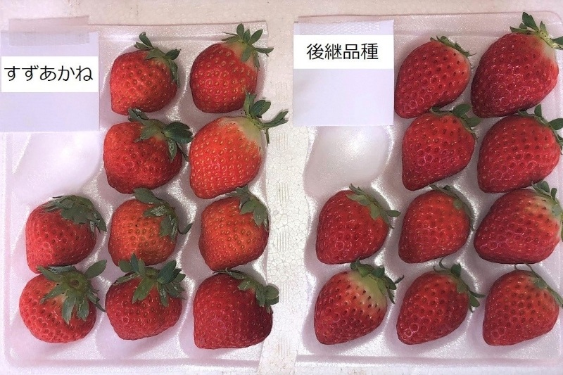 夏イチゴ新品種　新たな特産品へ＊浦河で大規模試験栽培＊「すずあかね」より甘く日持ち