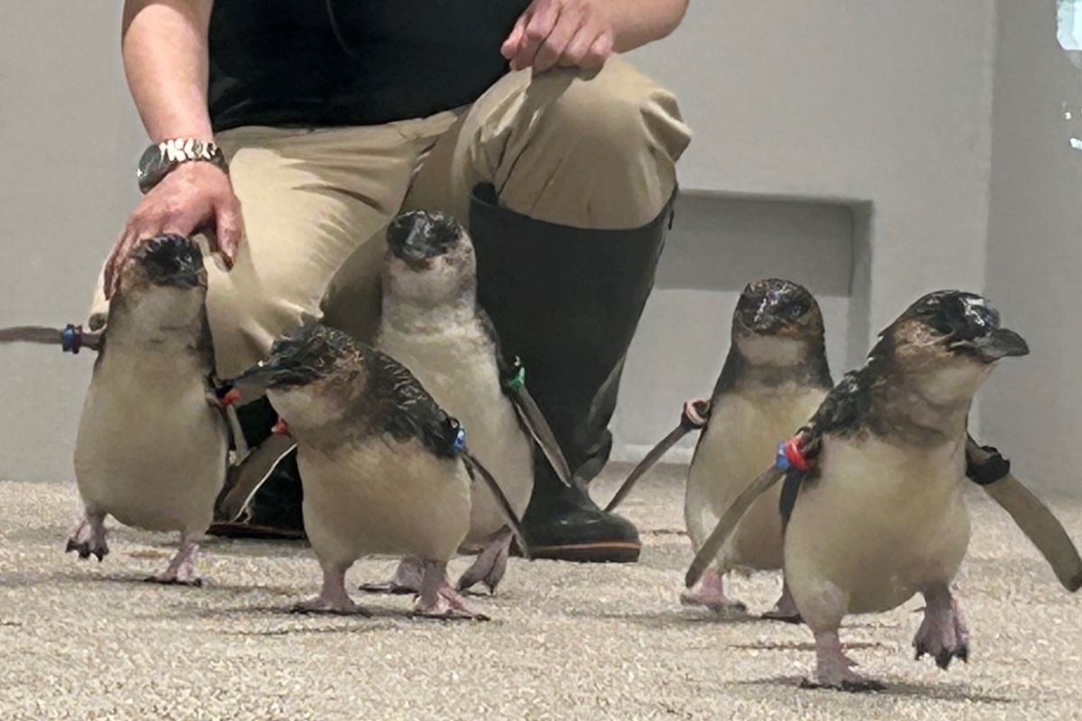 世界最小フェアリーペンギン道内初公開　「ＡＯＡＯ ＳＡＰＰＯＲＯ」　一般お披露目は７月２０日から