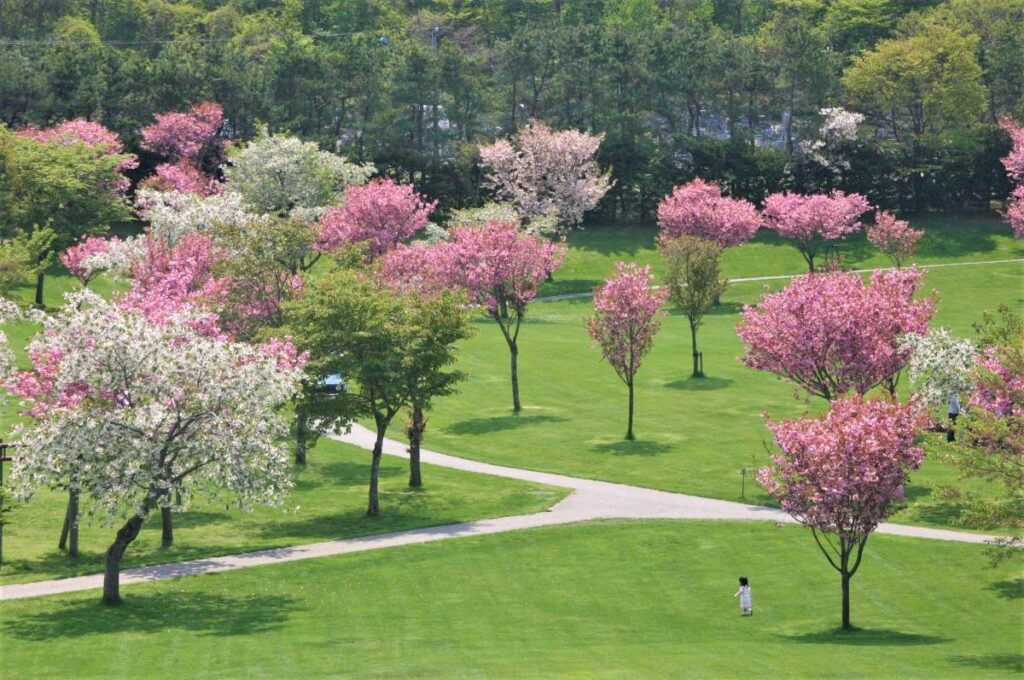 桜が咲く春の鹿部公園
