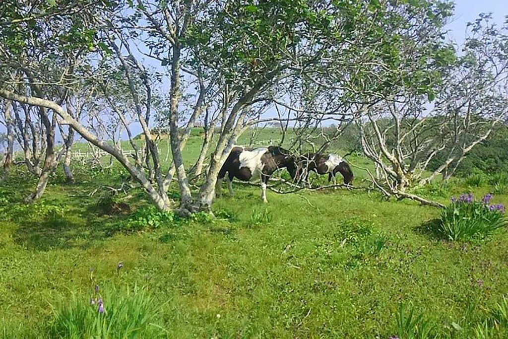 草を食む馬たち