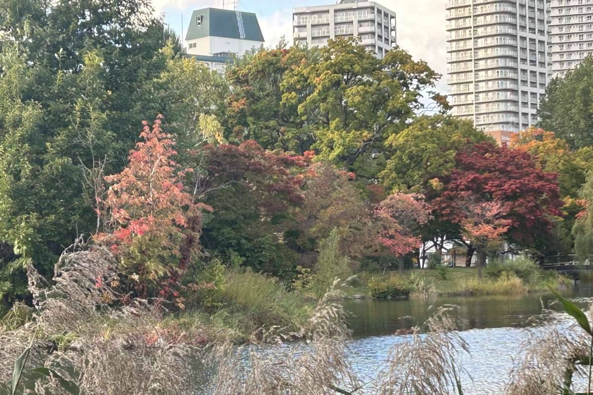 紅葉の広がり 徐々に札幌市内にも　名所・中島公園 まもなく見ごろ