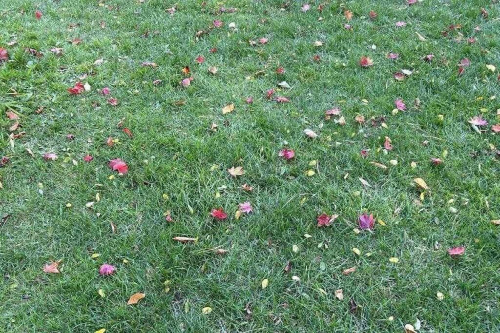 地面に落ちている散り始めた葉