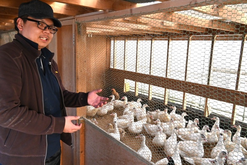 ハウス内で平飼いで育てているフランスガモを紹介する笹花さん。「ストレスなく育てられる環境を整えています」