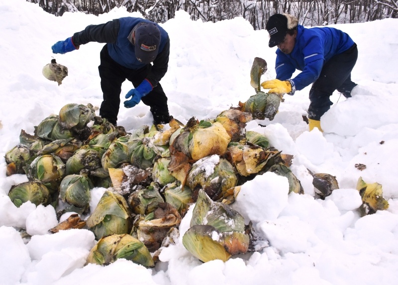 越冬キャベツの掘り出し作業＝１月、上川管内和寒町