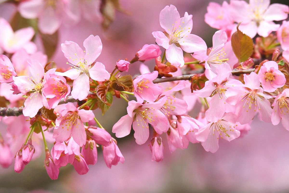 北海道の「桜の名所」でお花見を楽しもう！【2024年春】道央編～新ひだか、登別、栗山などのお花見スポットご紹介 